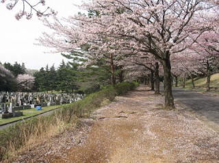 津田山　春の桜